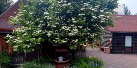 Jak zasadit květiny v přední zahradě v zemi - designové nuance